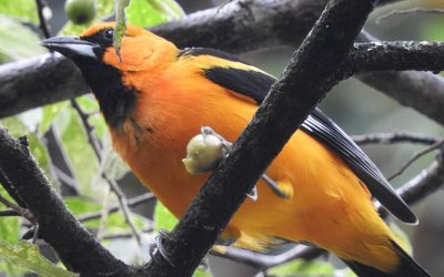 Calandria Dorso Rayado