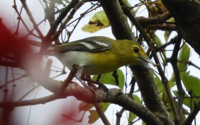 Vireo Garganta Amarilla