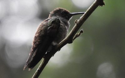 Colibrí berilina
