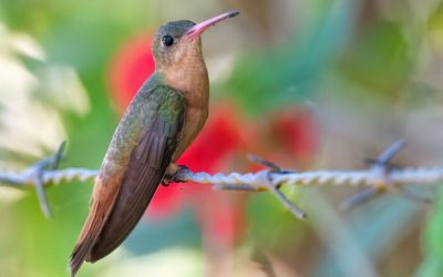 Colibrí canelo