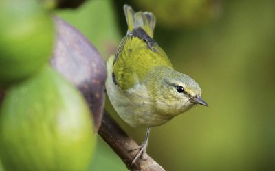 Chipe peregrino