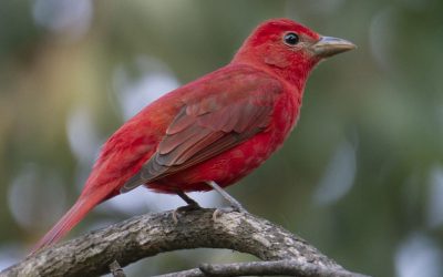 Piranga roja