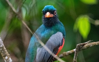 Trogon elegante