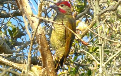 Carpintero olivaceo
