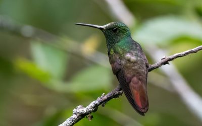 Colibrí berilina