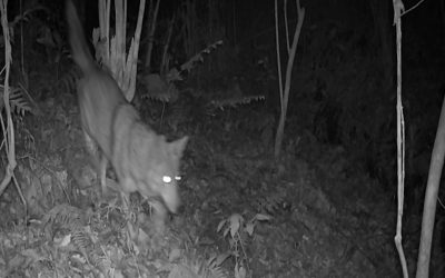 Coyote