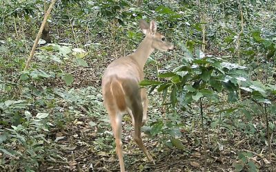 Venado de cola blanca