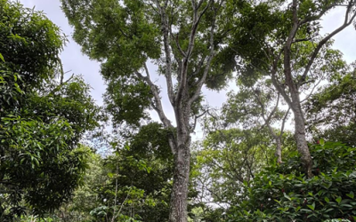 Cedro