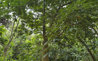 Ceiba
