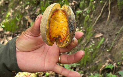 Cojón o huevo de cerdo