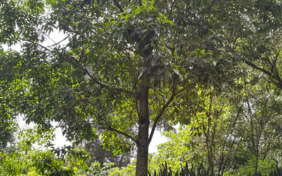 Mano de León