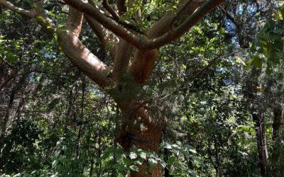 Gumbo-limbo
