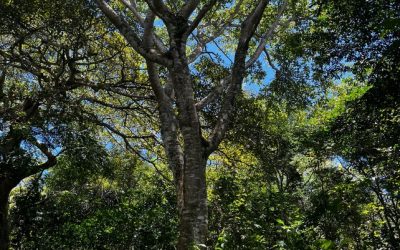 Higuerón