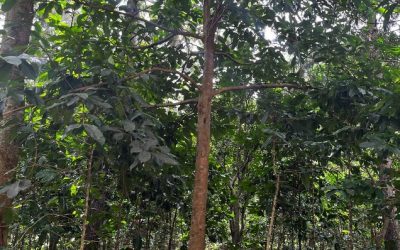 Guayabo de la Malasia