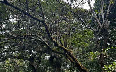 Madre cacao
