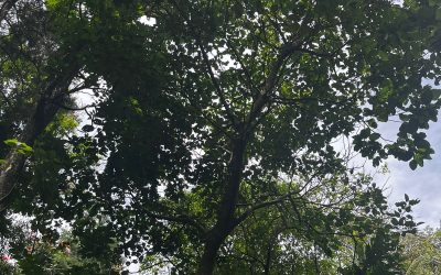 Copalchi