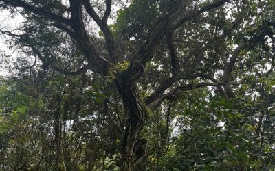 Guachipilín